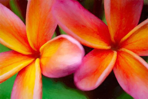 Hawaii-Kauai Abstract of plumeria flowers